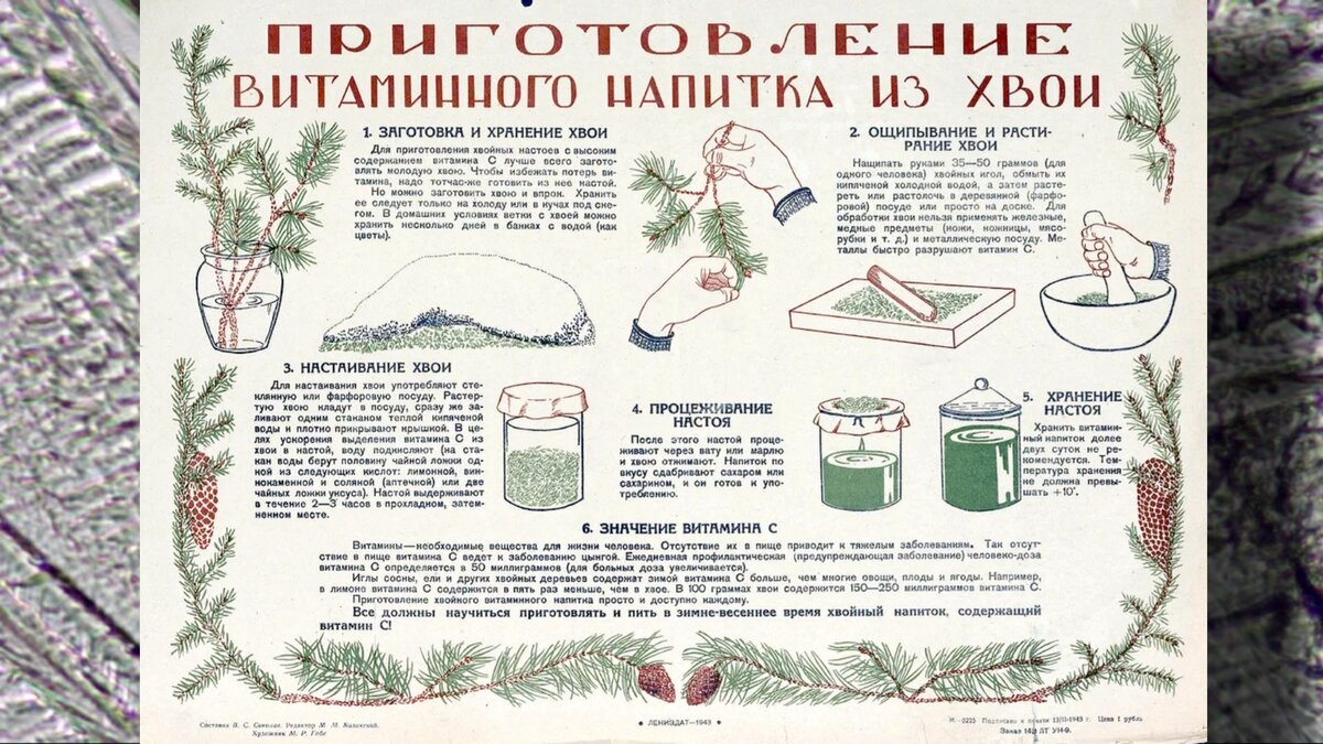 Рецепт изготовления хвойного витаминного напитка. Источник soldat.ru