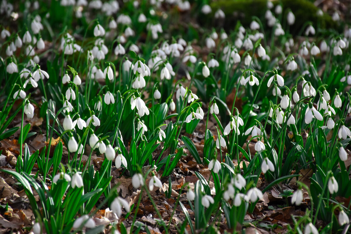 Подснежники