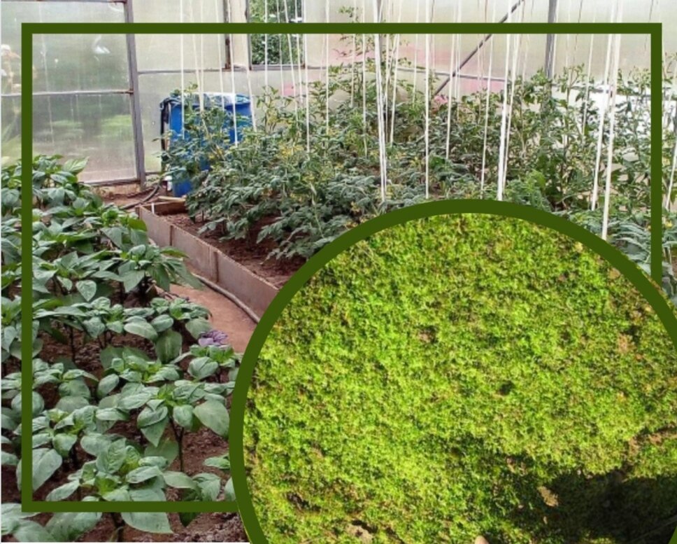 Мох в теплице 