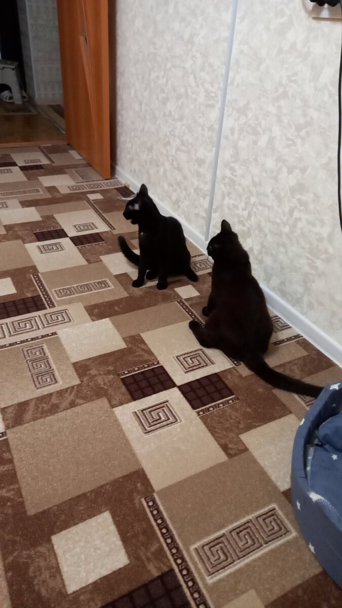 В гостях) Тот, что попушистей и побольше, - котик сестры. Они почти ровесники.