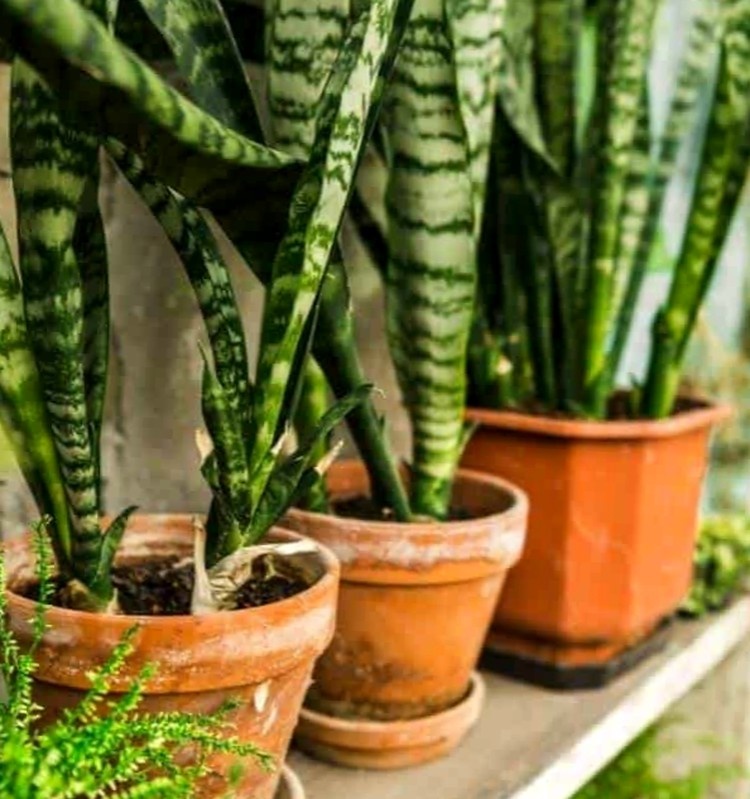 Тёщин язык - неприхотливое комнатное растение