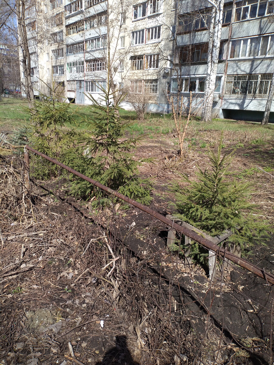 Рядок из елей. 
