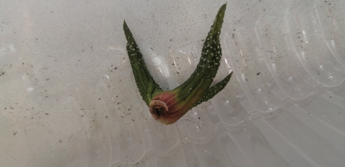 Хавортия со сгнившей точкой роста. 