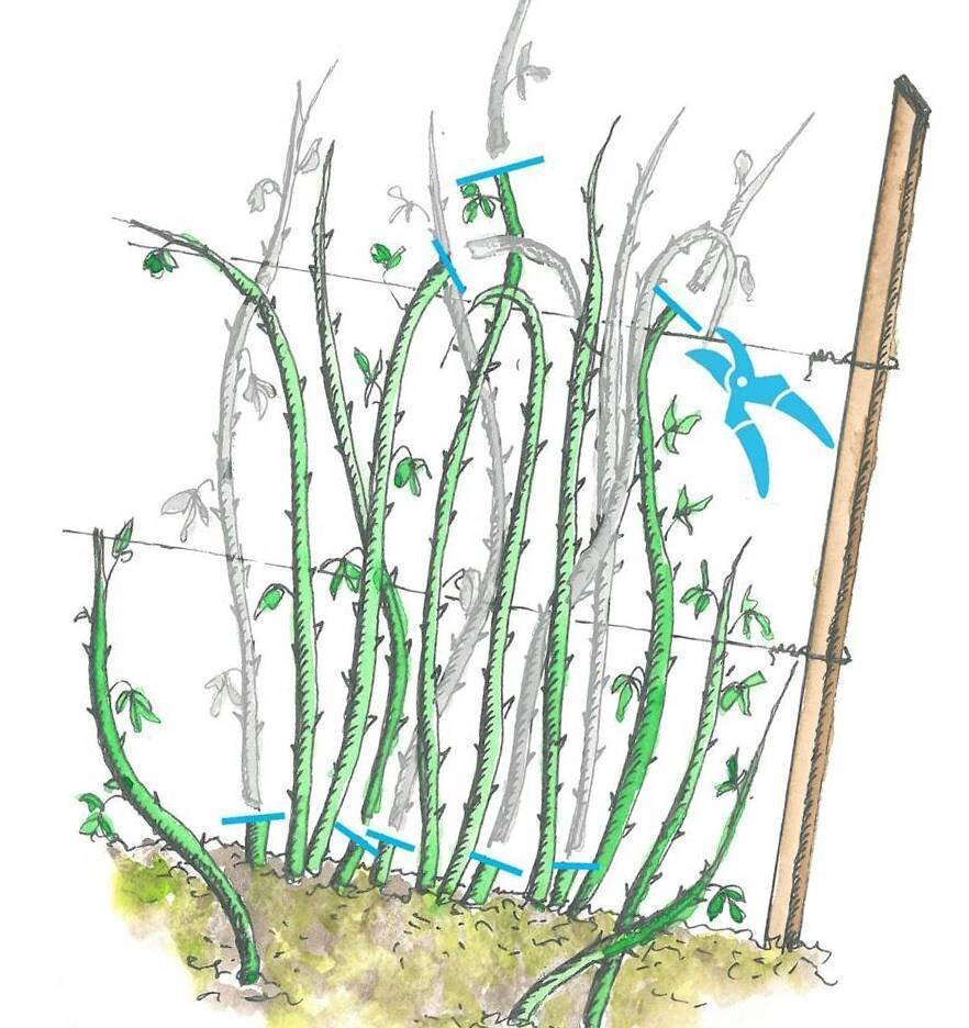 Обрезка ремонтантной малины весной для начинающих в картинках пошагово