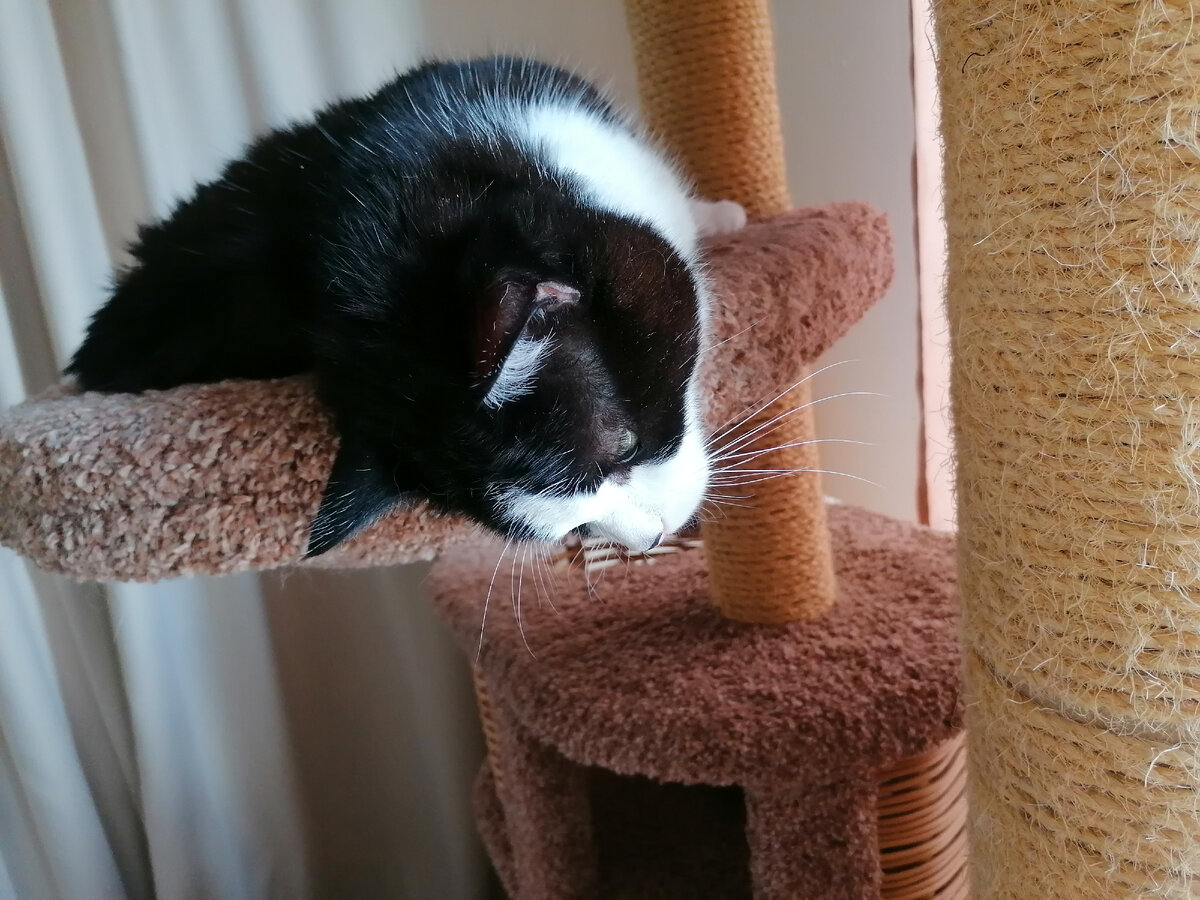 Слышь, Шушун!