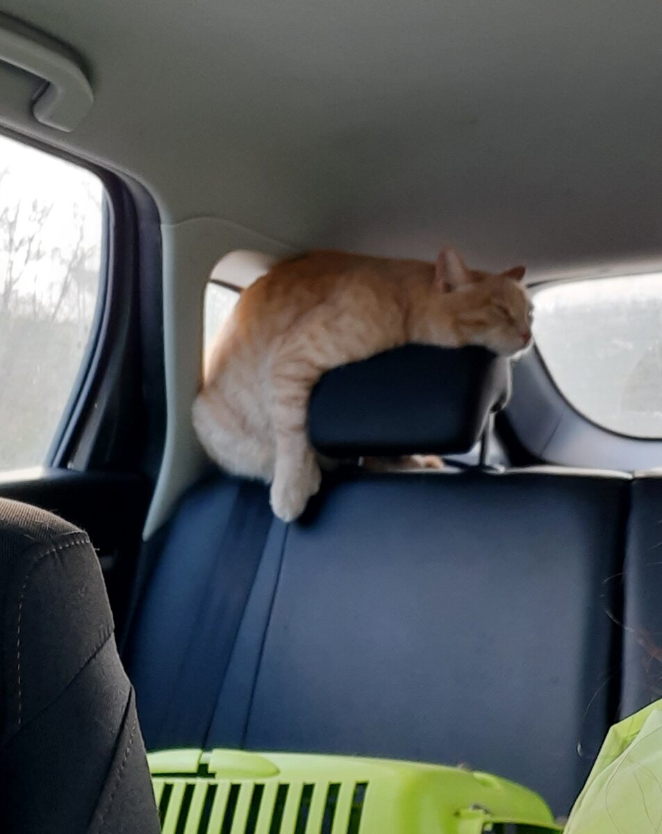 Зато он молчал всю дорогу домой!!!!