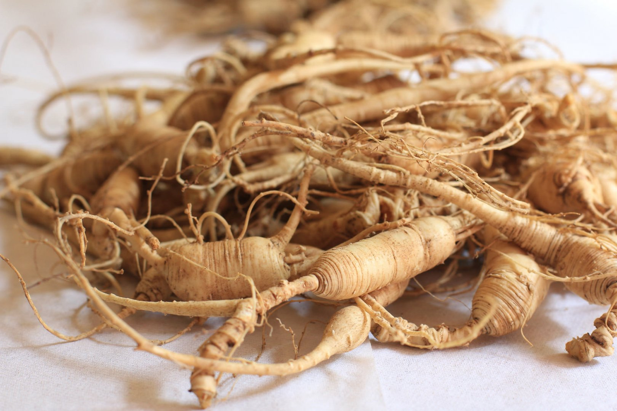 Жили корень. Panax Ginseng женьшень. Женьшень Чанбайшаньский. Корень Шанданского женьшеня. Женьшень обыкновенный корень.