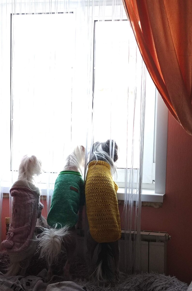 В ожидании курьера и мои собачки. 