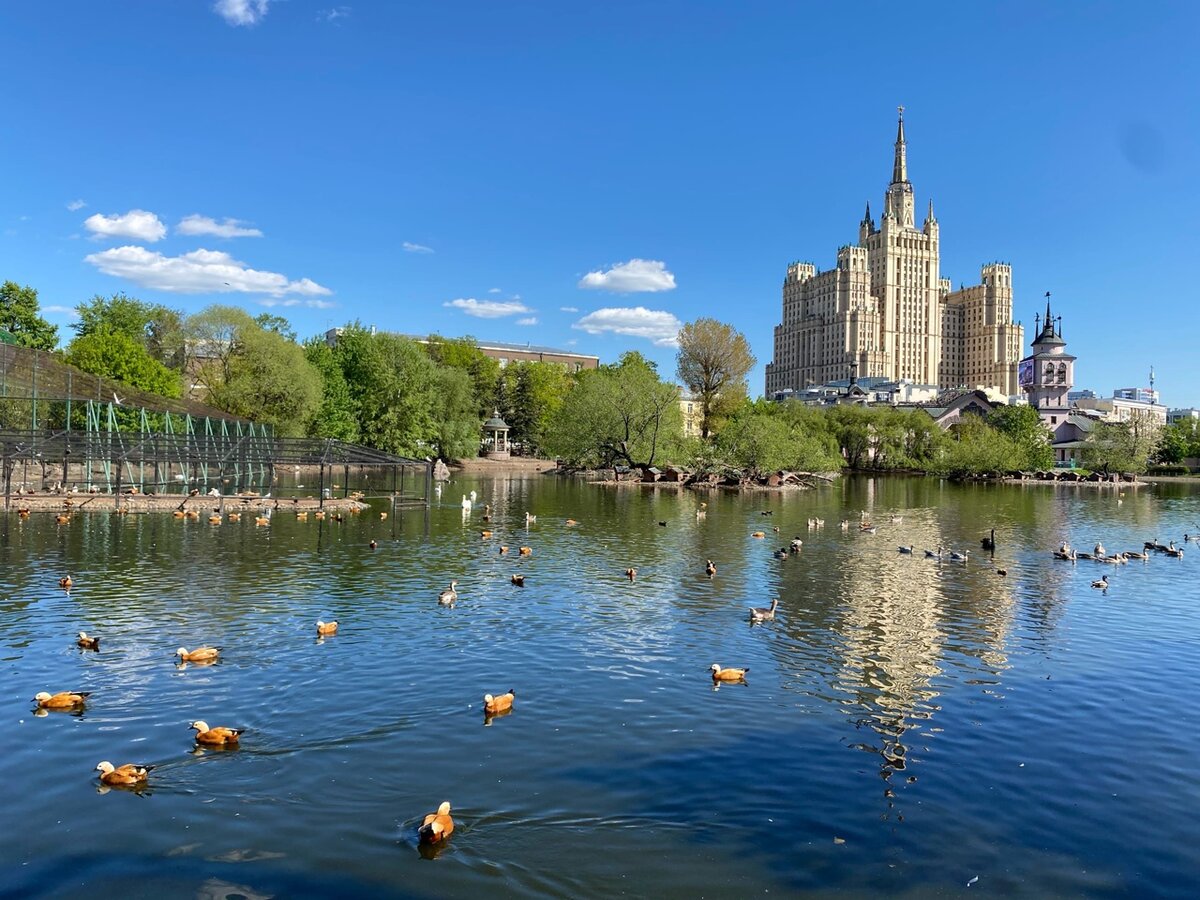Огари на Большом пруду Московского зоопарка.