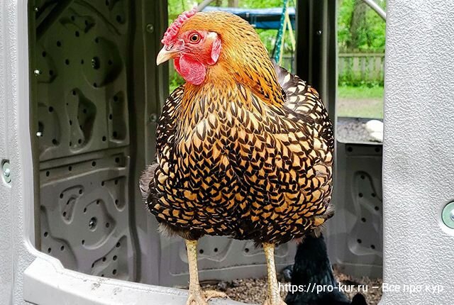 Почему курятники остаются пустыми летом: причины снижения яйценоскости кур