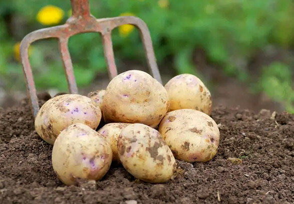 Использование средств защиты растений - залог хорошего урожая