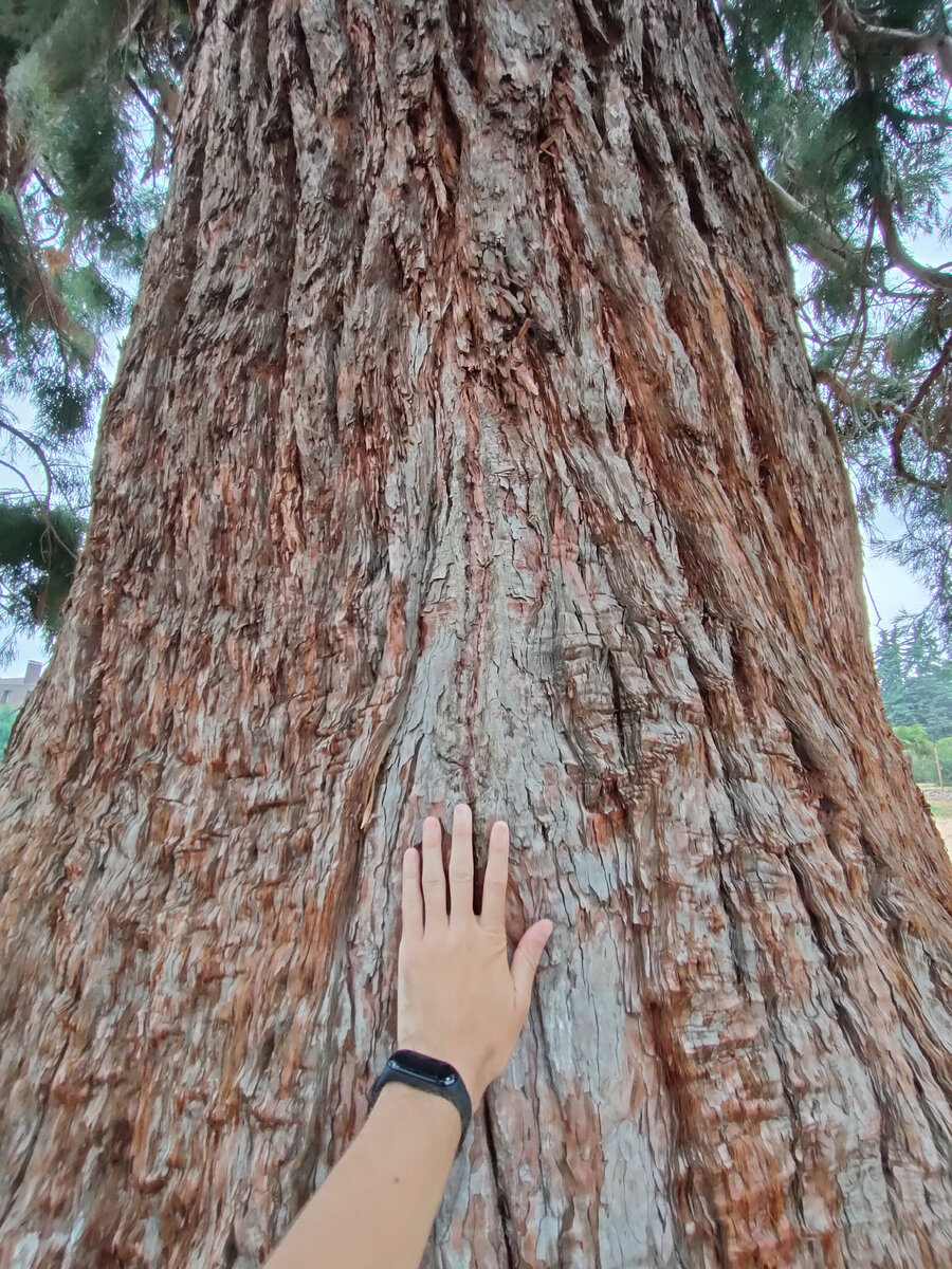 Рука и Мамонтово дерево в Алуште