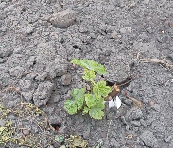 Думала, что саженец вообще не перезимовал. С земли лезут побеги. Больные.