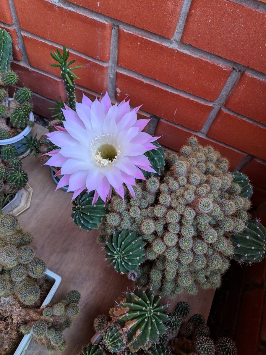 Мой цветущий кактус. Как-нибудь я напишу историю связанную с ними.