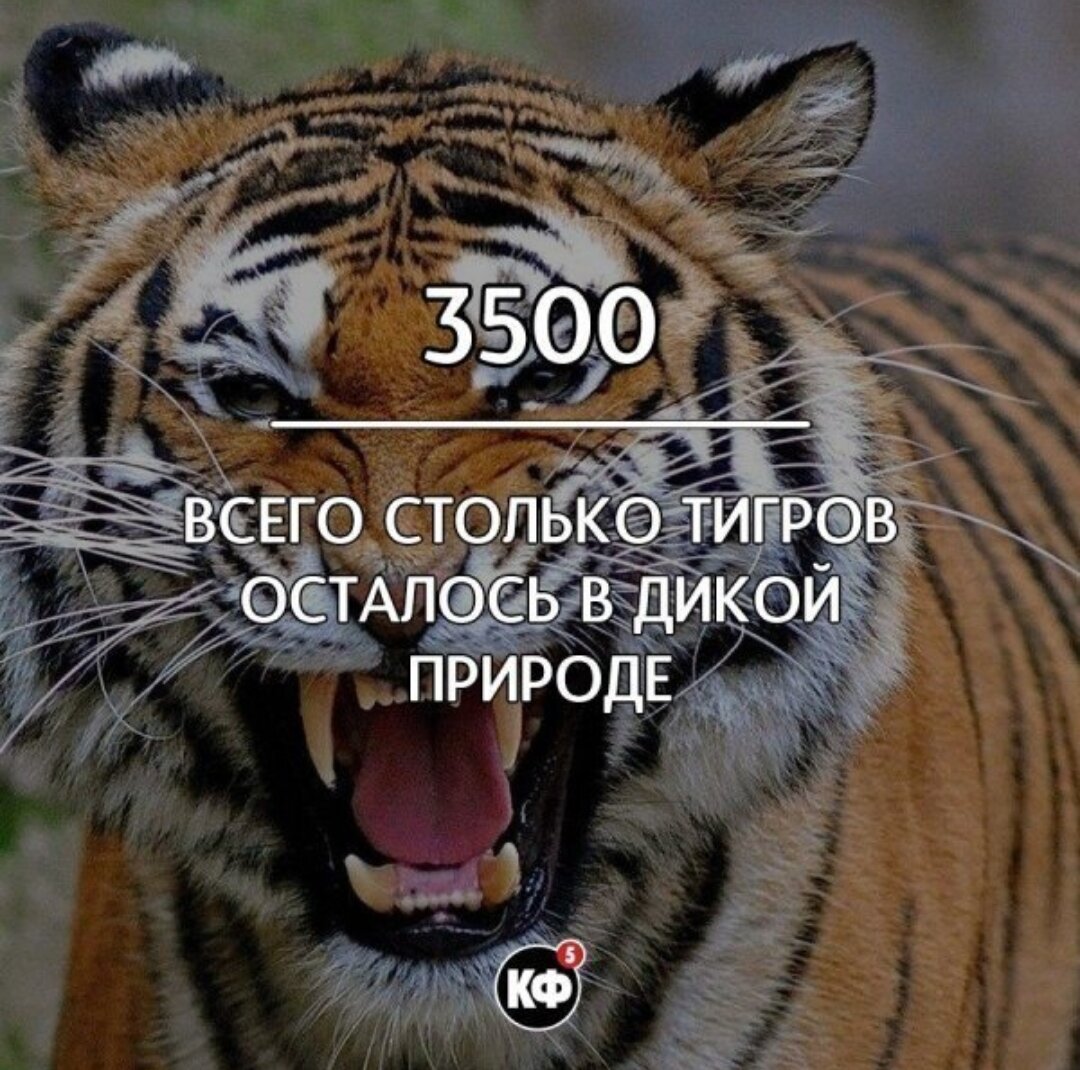 Сам интересно. Интересные факты. Короткие интересные факты. Интересные факты короткие необычные. Очень интересные факты обо всем