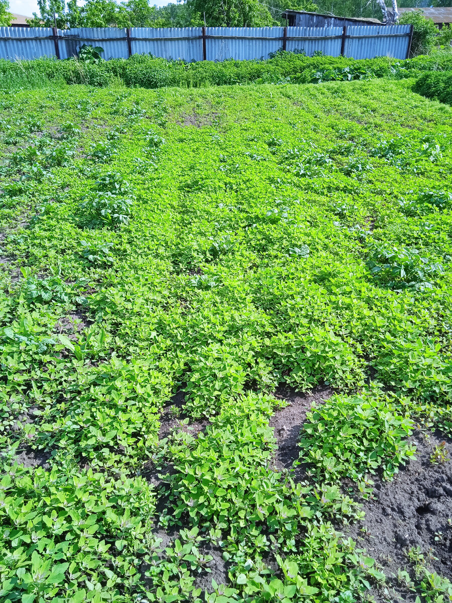 Участок в начале недели.