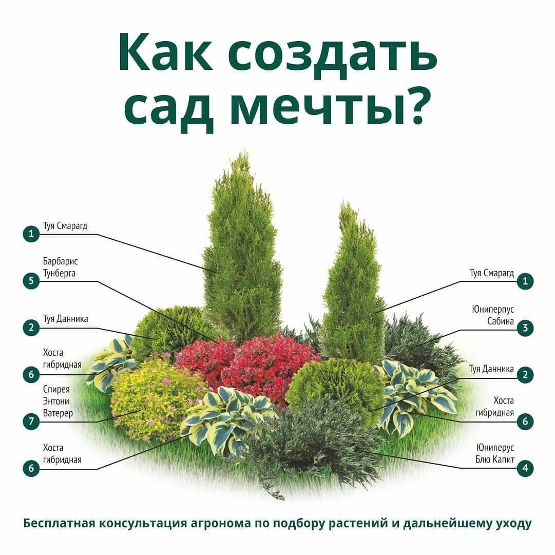 Как правильно посадить цветы на участке схема фото