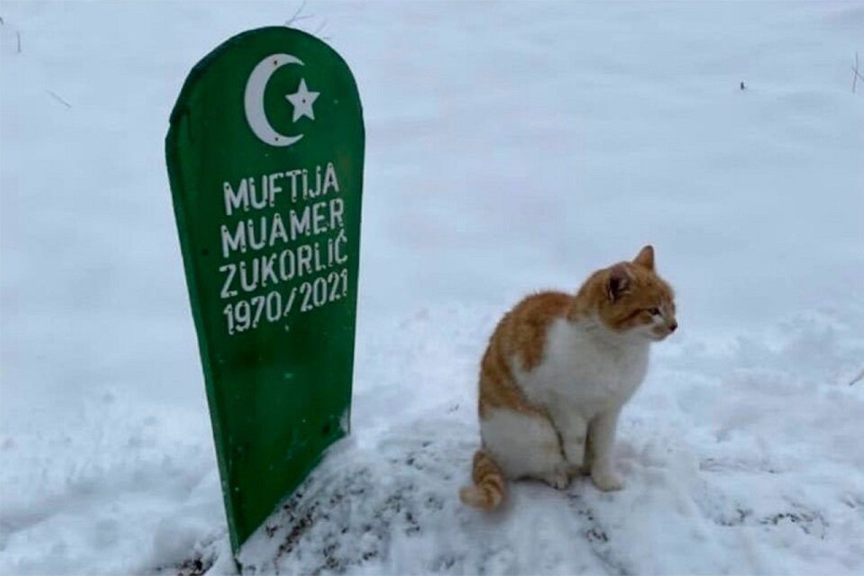 И в дождь и в снег, он сидел на могиле хозяина