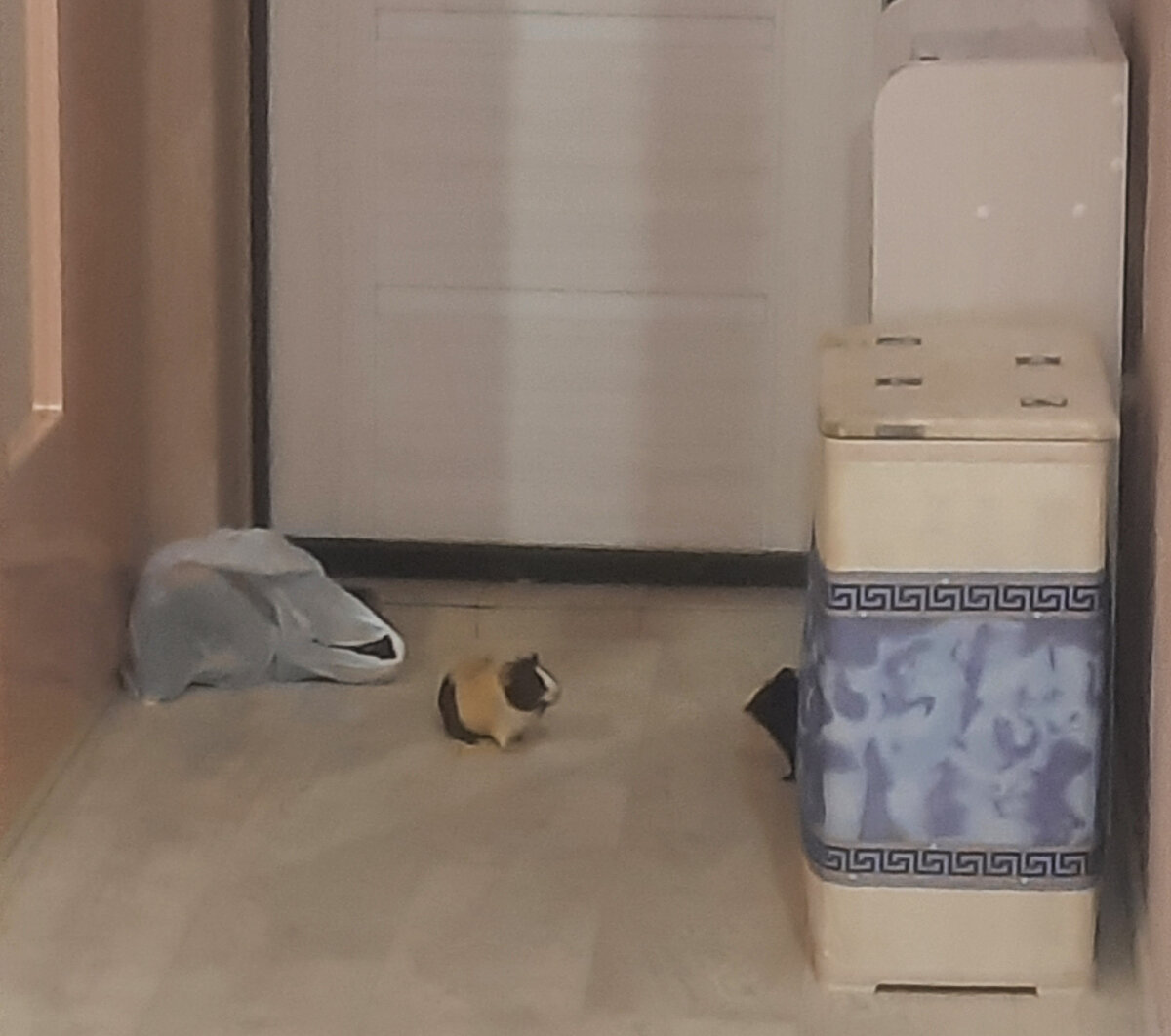 Говорю же, подсматриваю!