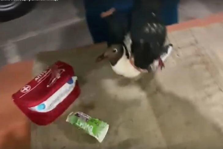    Скриншот из видео группы "ВКонтакте" "Спасатели МАСС"