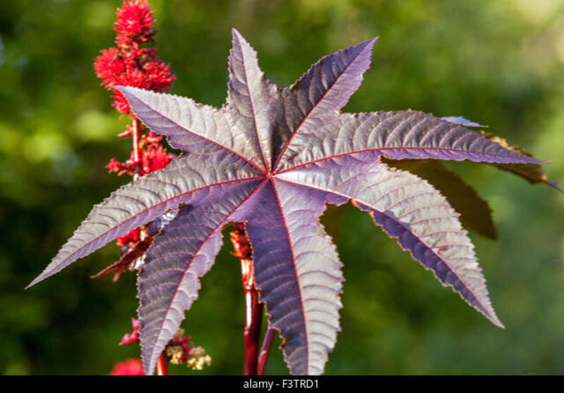    Клещевина Legion-media.ru