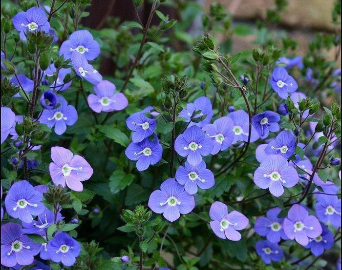 Цветы вероники. Фото из Интернета.