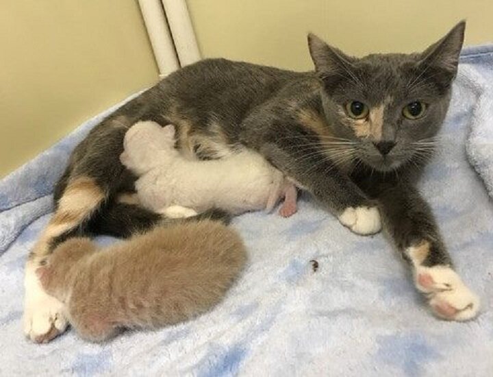 Мама-кошка и 2 ее котенка. Источник фото: https://www.lovemeow.com/rescuers-are-shocked-to-find-what-are-in-14-tubs-left-outside-shelter--2253467692.html