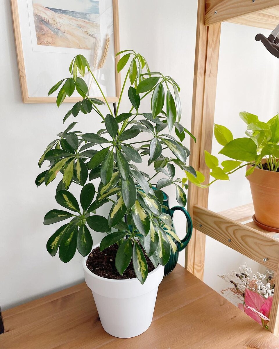 Schefflera Taiwaniana