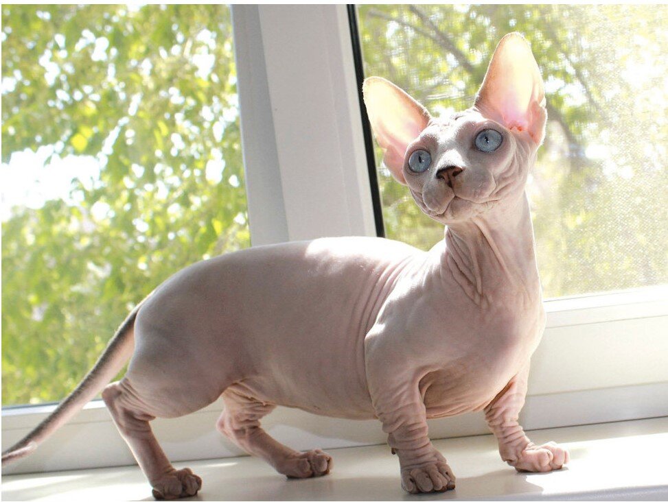 Сфинкс толя. Донской сфинкс велюровый. Гипоаллергенный ли канадский сфинкс. Канадский сфинкс бамбино. Сфинкс гипоаллергенный или нет.