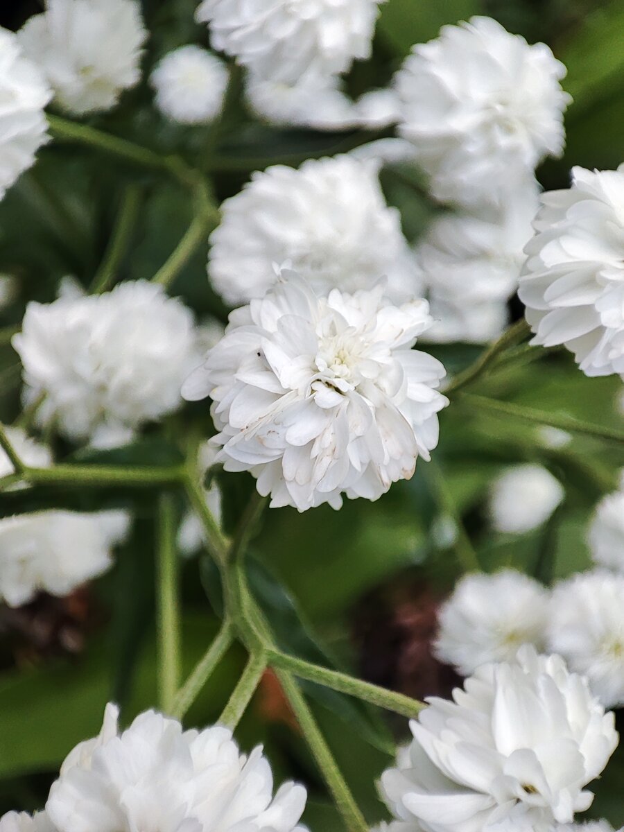 #цветы #макро #макросъёмка #макросъемка #фото #природа #цветы #гипсофила 