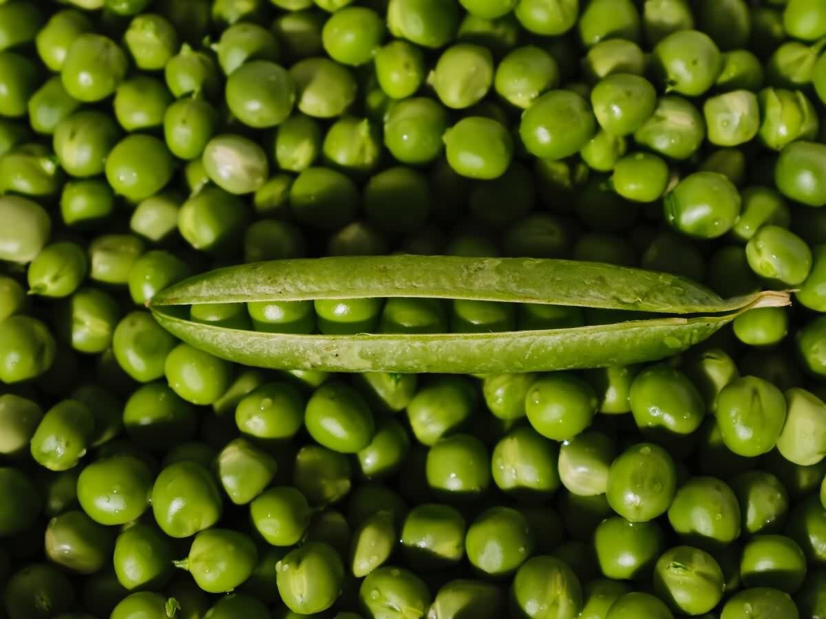 Горох хим. Горох. Горох картинка. Green Peas. Перец зеленый горошек.