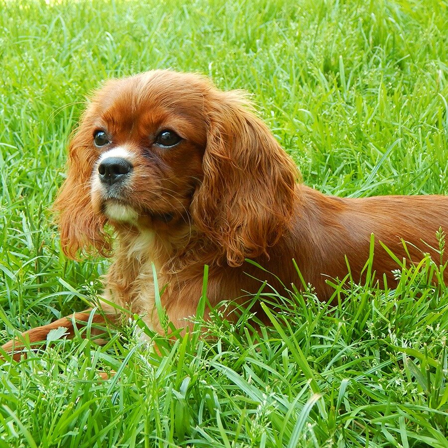 Вопрос для тех кто внимательно прочтет статью. У Кавалера на фото брак по окрасу или недостаток?