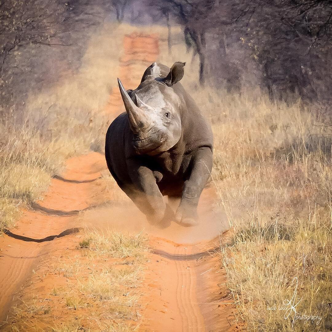 Носорог смешной