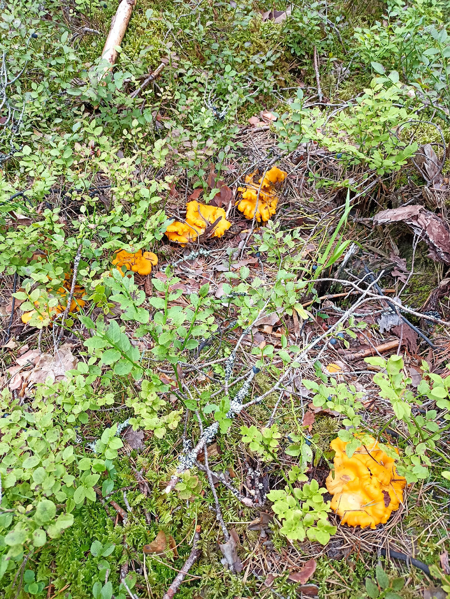 Сегодня выбрались в лес и не смогли уйти без этих красавиц. 