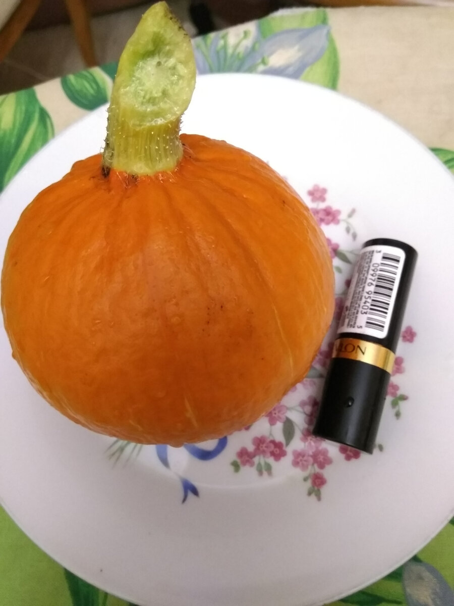 Фото автора. Урожай тыквы)