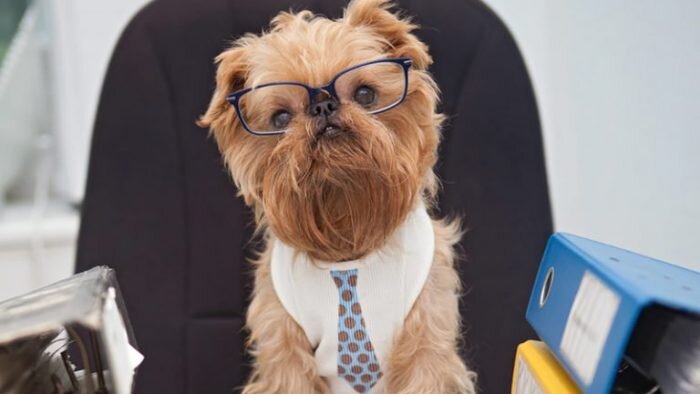 работа для собак