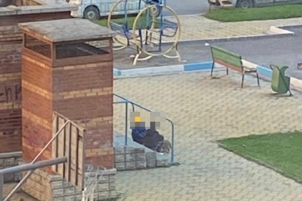     «Швыряли его, крутили на поводке»: Жители микрорайона Весенний в Новосибирске обвинили подростков в издевательствах над щенком. Фото: предоставлено Анной.