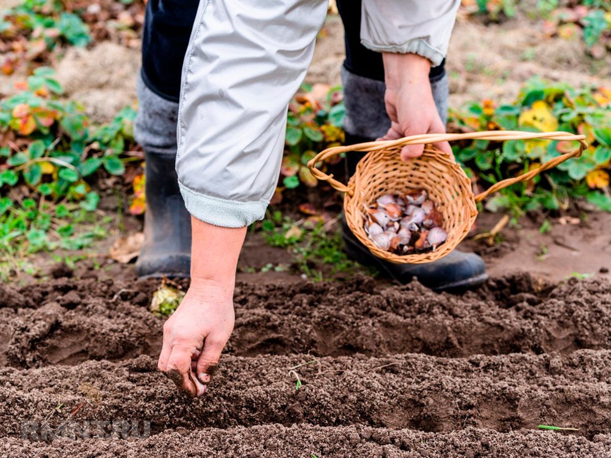 Что сажают в огороде. Посадка огорода. Огород осенью. Что садят в апреле в огороде. Огород весной.