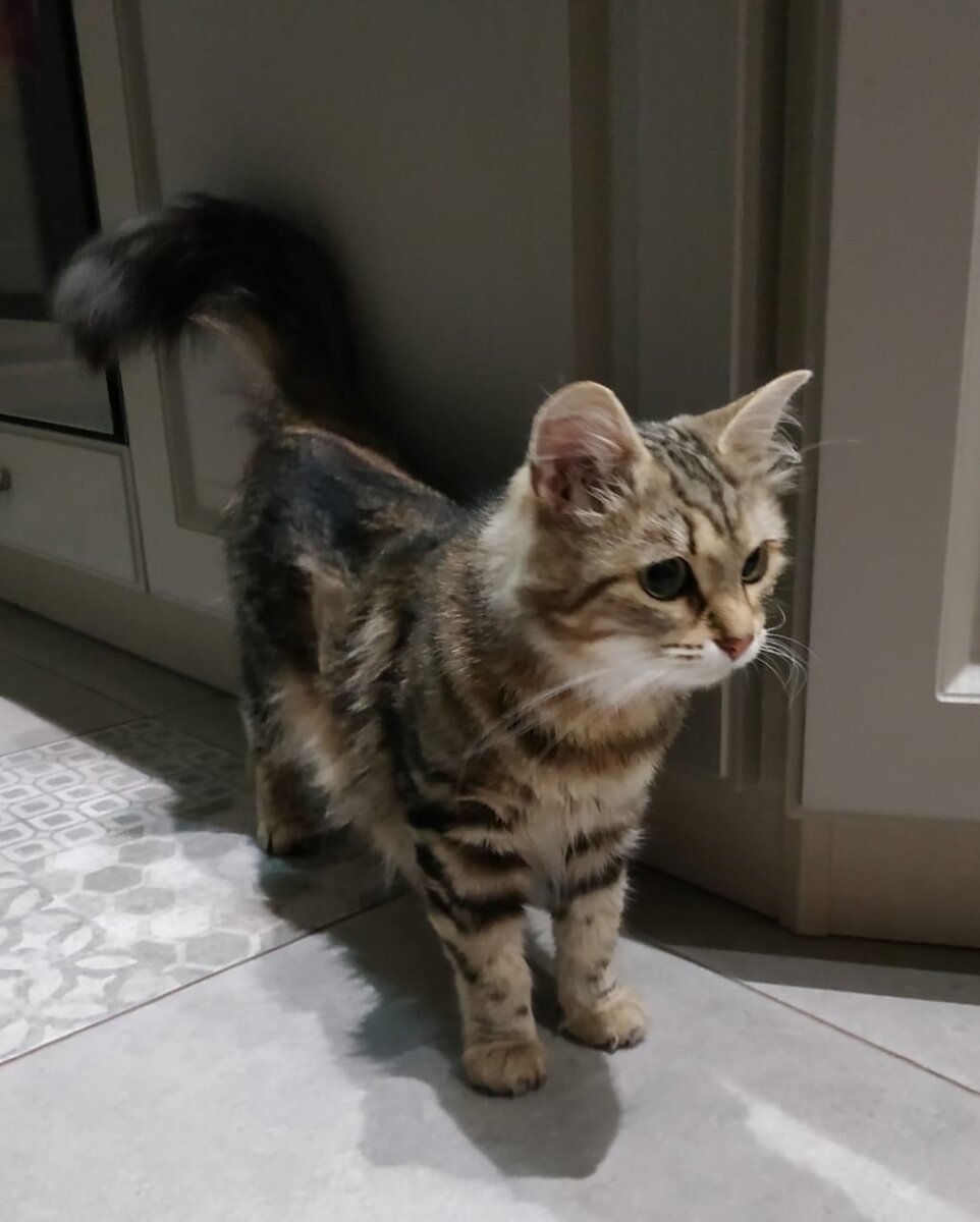 #муром #кошка #добро #спаслижизнь #радость 