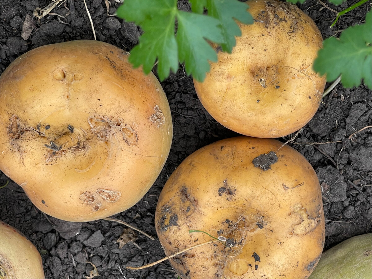 Репа прекрасно заменяет картошку