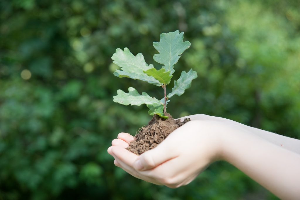    hands of a handful of earth from the germ of the oak Irina
