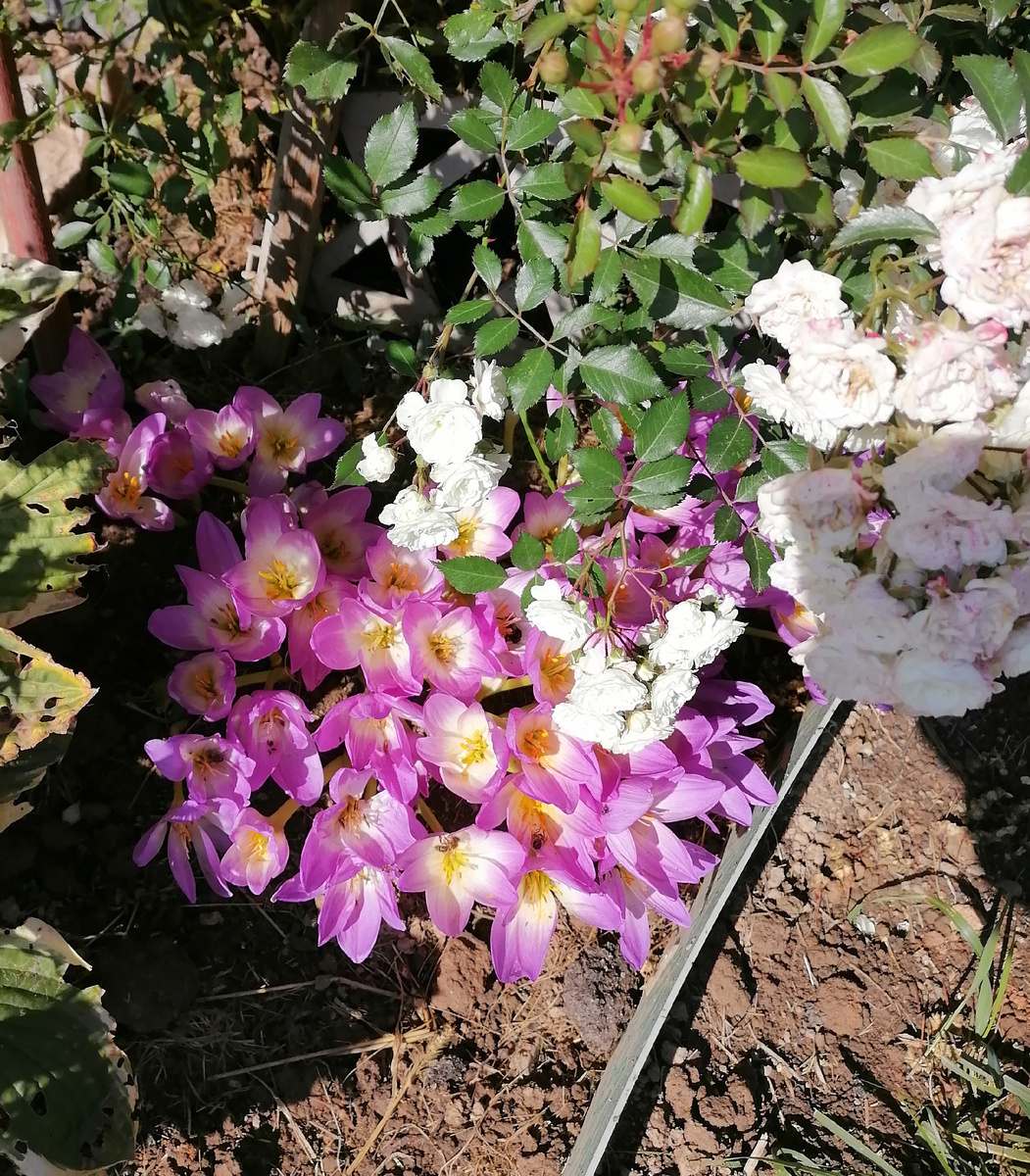 Безвременник, фото автора