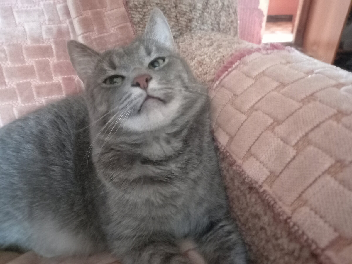 Вот тот самый кот, любитель поточить коготки разными способами.