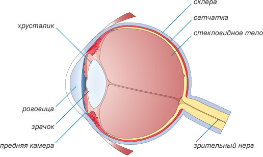Источник фото: https://www.mntk.ru/patients/children-treatment/eye_structure/