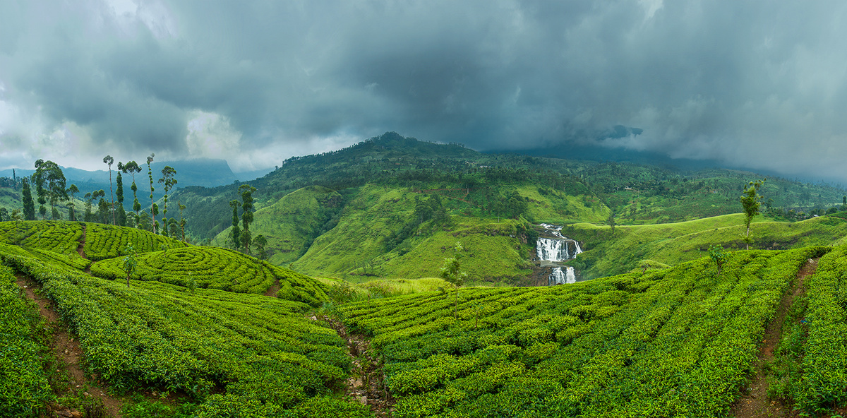 Цейлонский чай «Ува Шоландс» BOP1