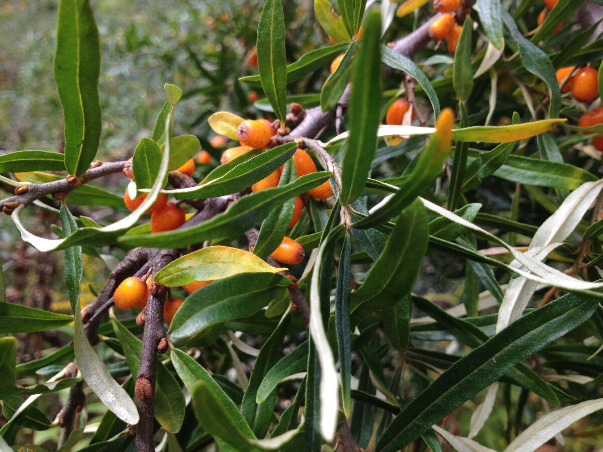 На этой ветке ягод немного, но для моих кулинарных экспериментов хватило