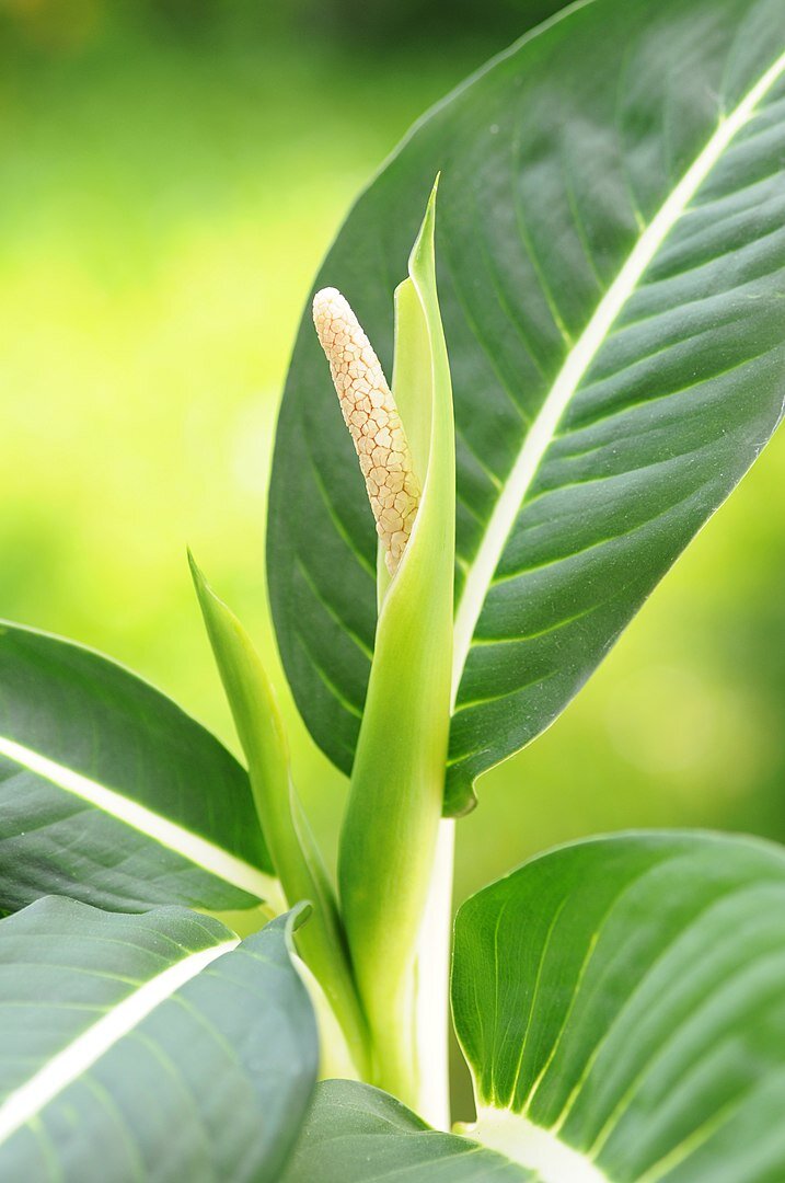 Диффенбахия (Dieffenbachia)