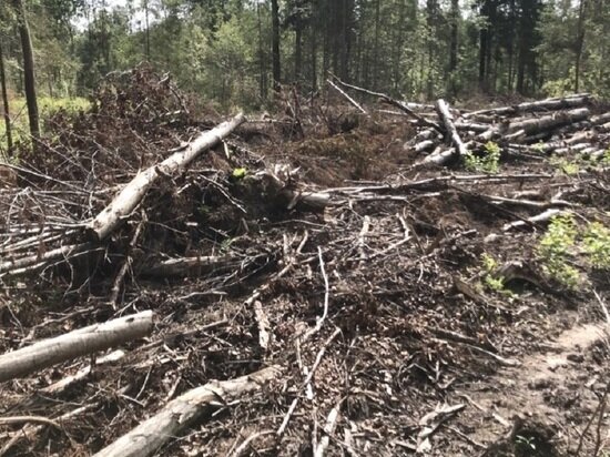     фото: Управление Россельхознадзора по Тверской и Ярославской областям
