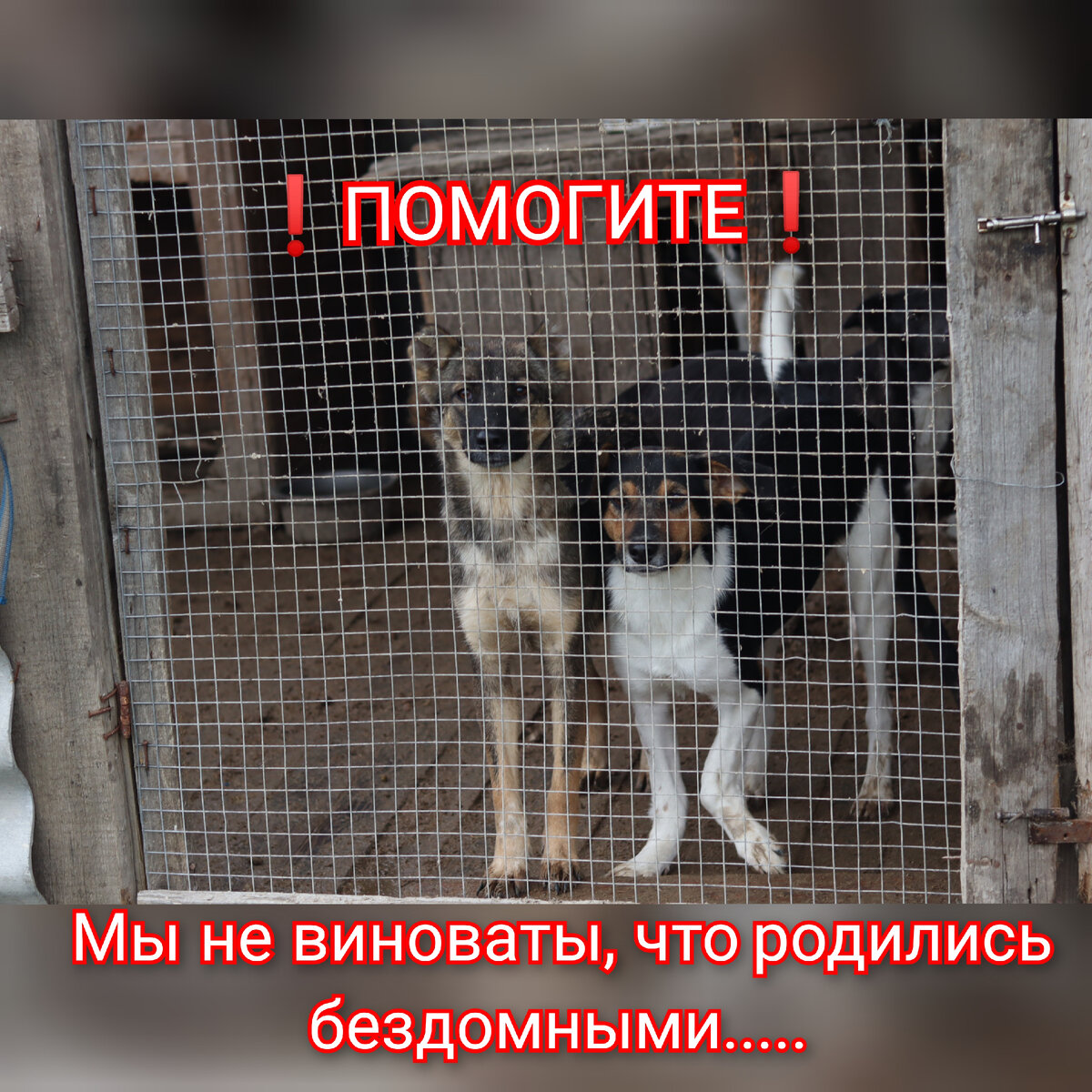 ❗ПОМОГИТЕ НАМ ПОЖАЛУЙСТА ❗💔
Мы совсем не справляемся... 
Оплачивать передержки и кормить такое количество собак стало просто невозможно... И так экономим на всем. Собаки едят самую дешёвую кашу... 
Но не на что купить обработки от клещей (а пироплазмоз сейчас в самом разгаре) 
За передержки большие долги..... 
В клиниках сейчас слава богу всё закрыто! 
Но Инвалиды по зрению трехлапые, с переломами позвоночника, щенки и старички.. Всё такие разные, но все м тяжёлой судьбой💔💔 Умоляют о помощи... Ситуация плохая совсем... Денег совсем нет.... 

Карта сб 2202 2024 6687 1666
Прикреплена к номеру 89178312475 (НЕ ДЛЯ ЗВОНКОВ!) на имя
Елена Леонидовна Т.
💳 Карта Тинькофф 5213243915883746 на имя Елена Леонидовна Т.
💳 Карта ВТБ  2200 2404 4782 2665 на имя Елена Леонидовна Т
💰Киви-кошелек 8 960 892 17 31
📱Голодный номер 8 960 892 17 31
☎️ 8 960 892 17 31
По поводу переводов из-за границы,  работает корона пей. Пишите в личку
https://vk.com/club197011667
Фин отчёт в обсуждениях