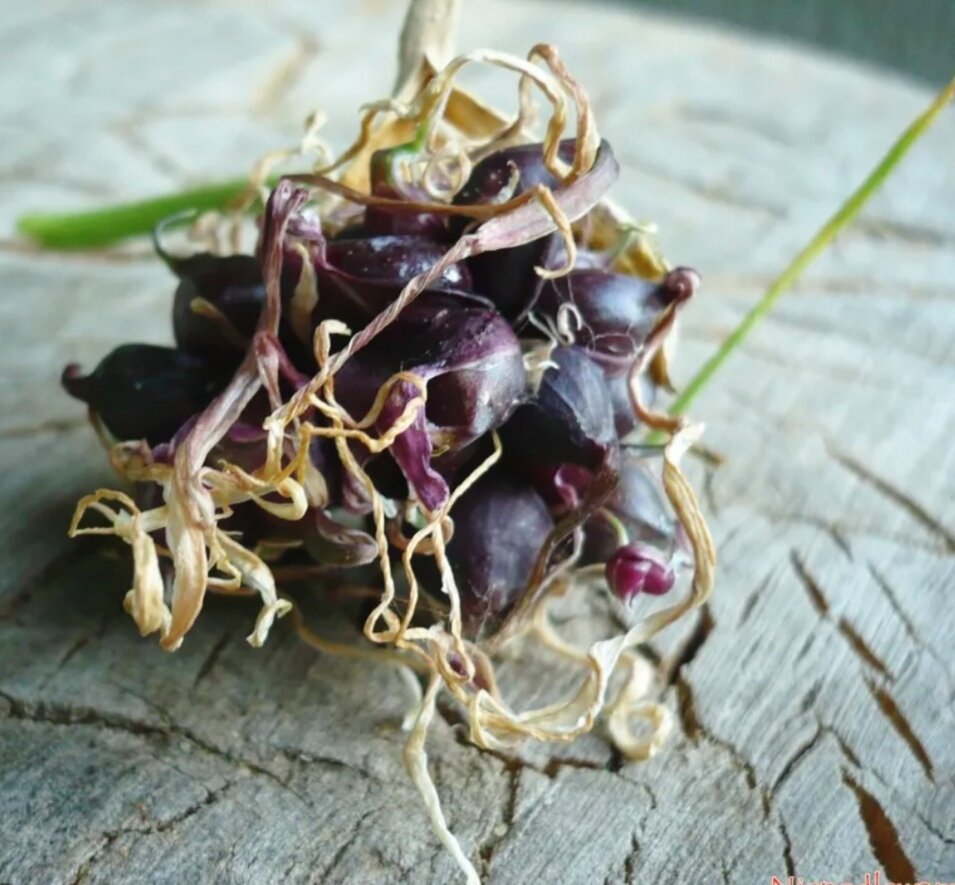 Как посадить чеснок из бульбочек. Как хранить бульбочки чеснока до весны. Чеснок из бульбочек. Как посадить чеснок из бульбочек. Бульбочки чеснока.